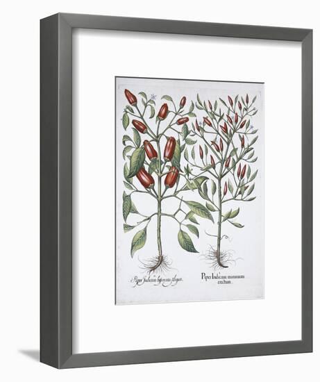 Chilli pepper plants, 1613-Unknown-Framed Giclee Print