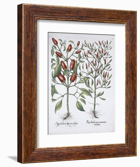 Chilli pepper plants, 1613-Unknown-Framed Giclee Print