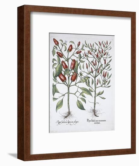 Chilli pepper plants, 1613-Unknown-Framed Giclee Print