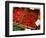 Chilli Peppers, Ferry Building Farmer's Market, San Francisco, California, USA-Inger Hogstrom-Framed Photographic Print