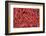 Chillies in Bukittinggi Market, West Sumatra, Indonesia, Southeast Asia, Asia-Matthew Williams-Ellis-Framed Photographic Print