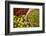 Chillies in Market in Pulua Weh, Sumatra, Indonesia, Southeast Asia-John Alexander-Framed Photographic Print