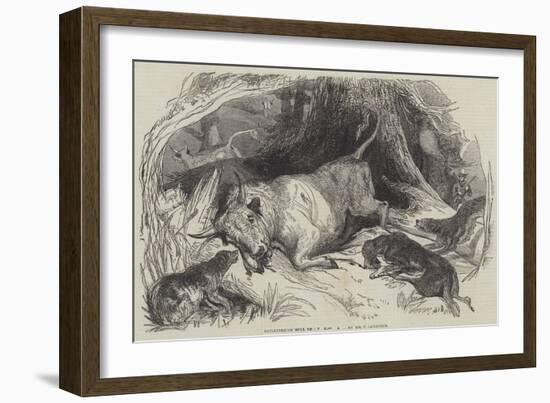 Chillingham Bull Shooting-null-Framed Giclee Print