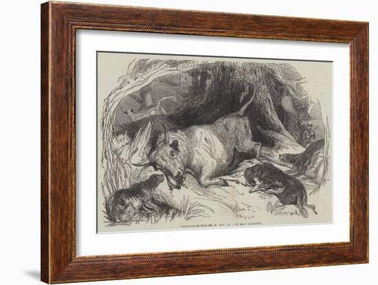 Chillingham Bull Shooting-null-Framed Giclee Print