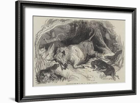 Chillingham Bull Shooting-null-Framed Giclee Print