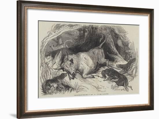 Chillingham Bull Shooting-null-Framed Giclee Print