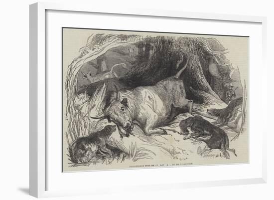 Chillingham Bull Shooting-null-Framed Giclee Print