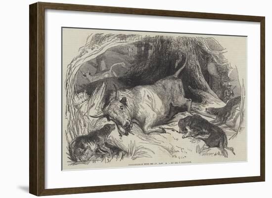 Chillingham Bull Shooting-null-Framed Giclee Print