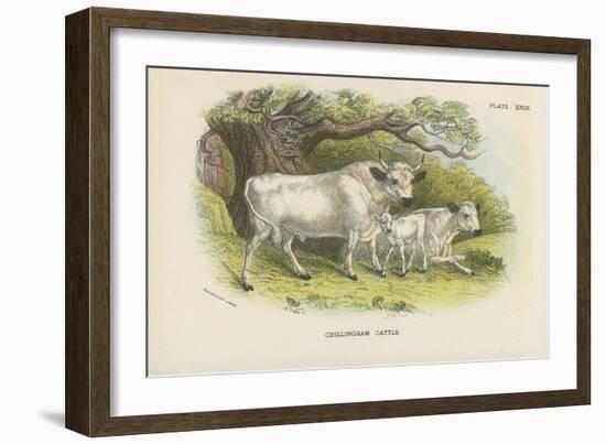 Chillingham Cattle-English School-Framed Giclee Print