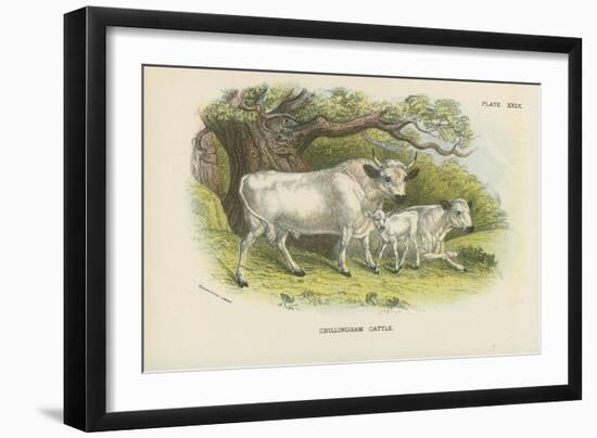 Chillingham Cattle-English School-Framed Giclee Print