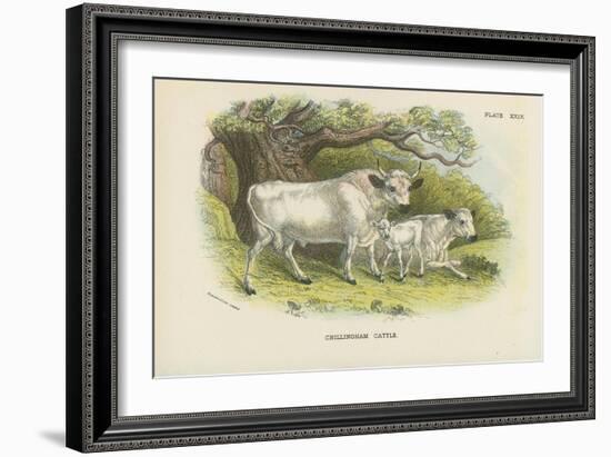 Chillingham Cattle-English School-Framed Giclee Print