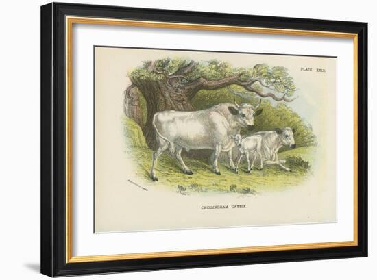 Chillingham Cattle-English School-Framed Giclee Print