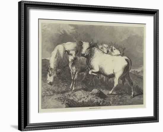 Chillingham Wild Cattle-George Bouverie Goddard-Framed Giclee Print