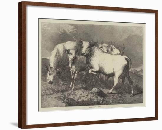 Chillingham Wild Cattle-George Bouverie Goddard-Framed Giclee Print