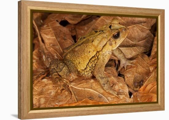 Chimalapas toad, Finca Arroyo Negro, Chiapas, Mexico-Claudio Contreras-Framed Premier Image Canvas