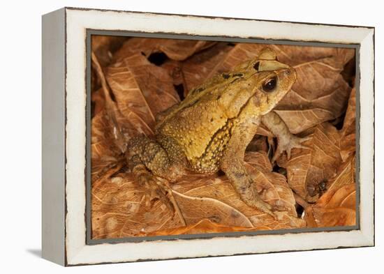 Chimalapas toad, Finca Arroyo Negro, Chiapas, Mexico-Claudio Contreras-Framed Premier Image Canvas