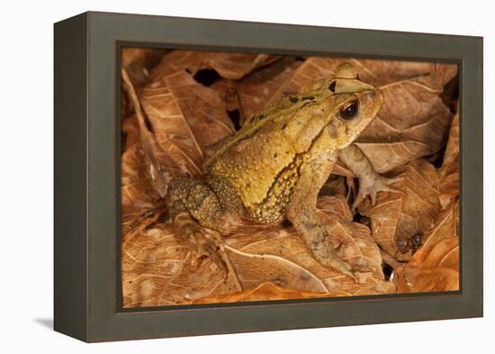 Chimalapas toad, Finca Arroyo Negro, Chiapas, Mexico-Claudio Contreras-Framed Premier Image Canvas