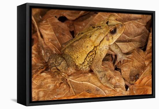 Chimalapas toad, Finca Arroyo Negro, Chiapas, Mexico-Claudio Contreras-Framed Premier Image Canvas