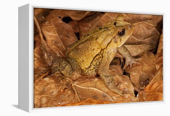 Chimalapas toad, Finca Arroyo Negro, Chiapas, Mexico-Claudio Contreras-Framed Premier Image Canvas