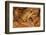 Chimalapas toad, Finca Arroyo Negro, Chiapas, Mexico-Claudio Contreras-Framed Photographic Print