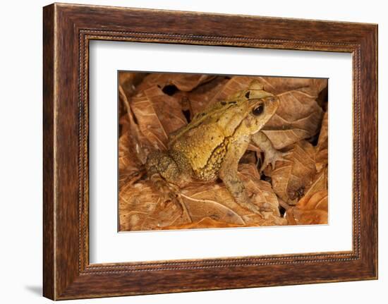 Chimalapas toad, Finca Arroyo Negro, Chiapas, Mexico-Claudio Contreras-Framed Photographic Print