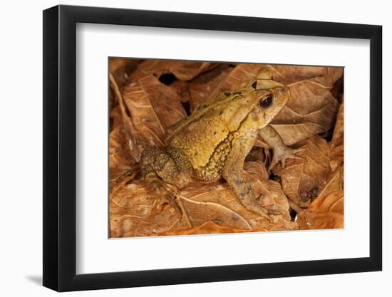 Chimalapas toad, Finca Arroyo Negro, Chiapas, Mexico-Claudio Contreras-Framed Photographic Print