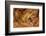 Chimalapas toad, Finca Arroyo Negro, Chiapas, Mexico-Claudio Contreras-Framed Photographic Print