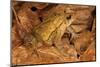Chimalapas toad, Finca Arroyo Negro, Chiapas, Mexico-Claudio Contreras-Mounted Photographic Print
