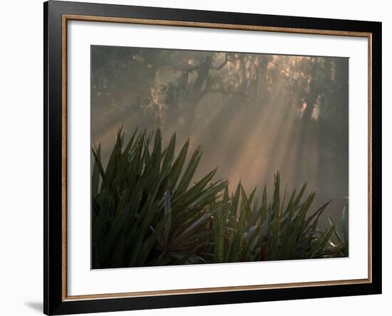 Chimney Creek, Palms and Oaks in Fog, Savannah, Georgia, USA-Joanne Wells-Framed Photographic Print