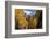 Chimney Peak and Courthouse Mountains in the Uncompahgre National Forest, Colorado-Joseph Sohm-Framed Photographic Print