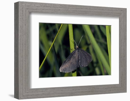 Chimney Sweeper on Blade of Grass-Harald Kroiss-Framed Photographic Print