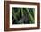 Chimney Sweeper on Blade of Grass-Harald Kroiss-Framed Photographic Print