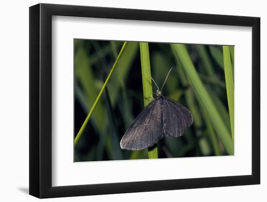 Chimney Sweeper on Blade of Grass-Harald Kroiss-Framed Photographic Print