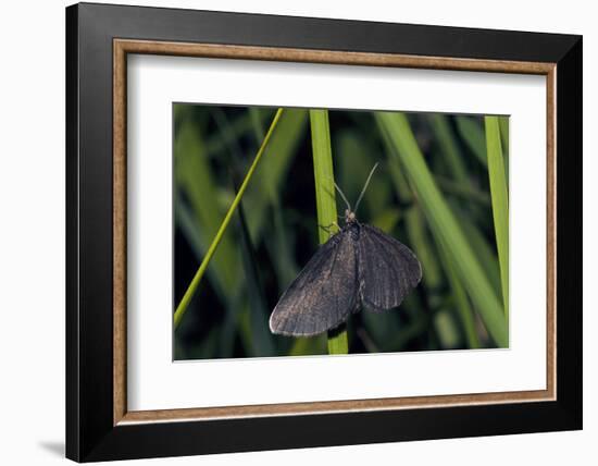 Chimney Sweeper on Blade of Grass-Harald Kroiss-Framed Photographic Print