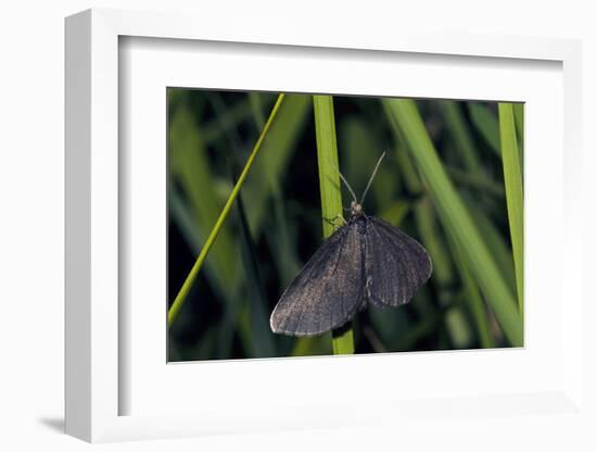 Chimney Sweeper on Blade of Grass-Harald Kroiss-Framed Photographic Print