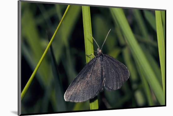 Chimney Sweeper on Blade of Grass-Harald Kroiss-Mounted Photographic Print