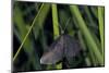 Chimney Sweeper on Blade of Grass-Harald Kroiss-Mounted Photographic Print