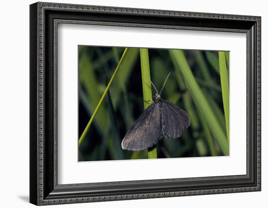 Chimney Sweeper on Blade of Grass-Harald Kroiss-Framed Photographic Print
