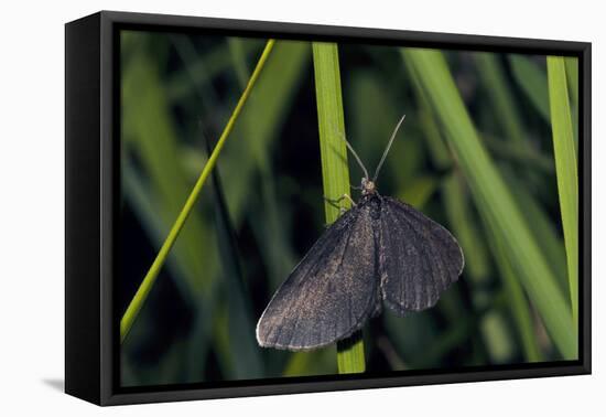 Chimney Sweeper on Blade of Grass-Harald Kroiss-Framed Premier Image Canvas