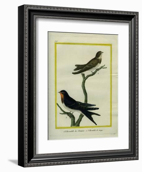 Chimney Swift and Sand Martin-Georges-Louis Buffon-Framed Giclee Print