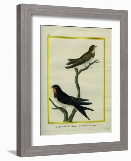 Chimney Swift and Sand Martin-Georges-Louis Buffon-Framed Giclee Print