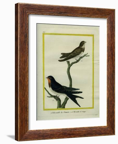 Chimney Swift and Sand Martin-Georges-Louis Buffon-Framed Giclee Print