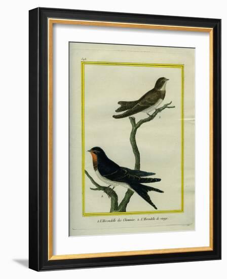 Chimney Swift and Sand Martin-Georges-Louis Buffon-Framed Giclee Print