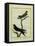 Chimney Swift and Sand Martin-Georges-Louis Buffon-Framed Premier Image Canvas