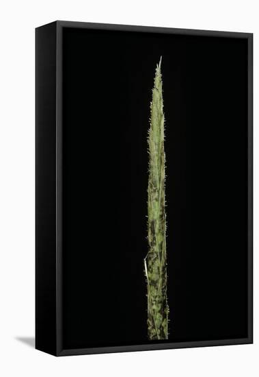 Chimonobambusa Marmorea (Marble Bamboo) - Shoot-Paul Starosta-Framed Premier Image Canvas