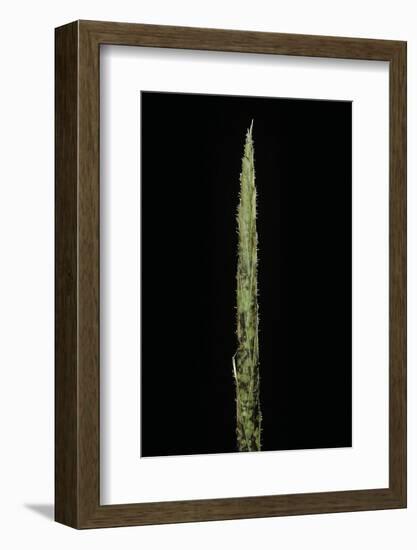 Chimonobambusa Marmorea (Marble Bamboo) - Shoot-Paul Starosta-Framed Photographic Print