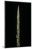 Chimonobambusa Marmorea (Marble Bamboo) - Shoot-Paul Starosta-Mounted Photographic Print