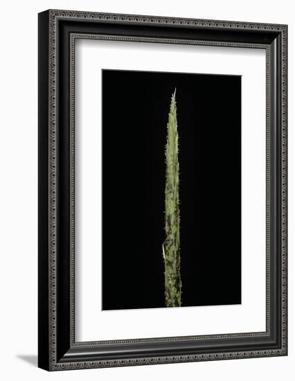 Chimonobambusa Marmorea (Marble Bamboo) - Shoot-Paul Starosta-Framed Photographic Print