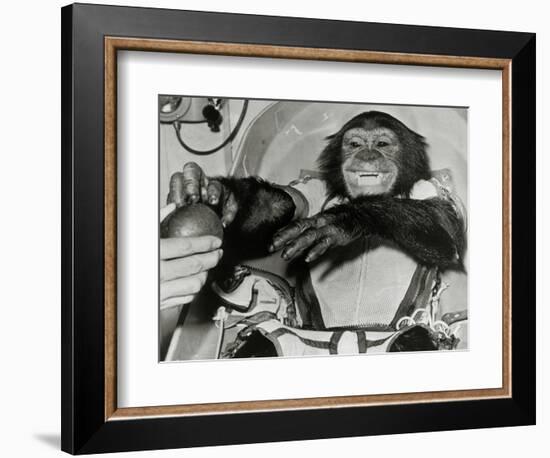 Chimp Ham After Mercury MR2 Flight-null-Framed Photographic Print