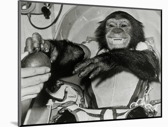 Chimp Ham After Mercury MR2 Flight-null-Mounted Photographic Print